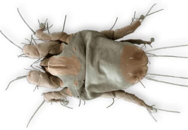 Dust Mites – Finding And Getting Rid Of The Nuisance