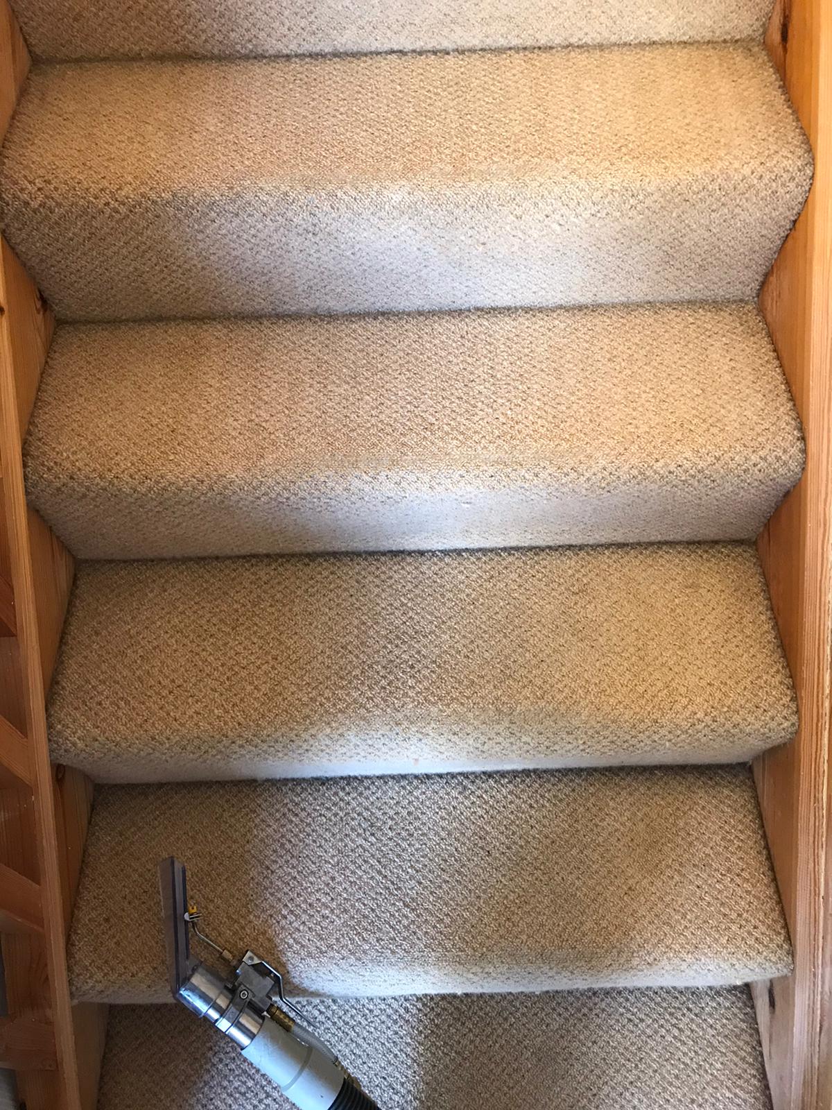 Dealing With Pet Problems On Your Carpet