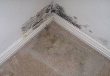 When Your Carpet Has Mould