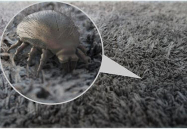 Help! There Are Fleas In My Carpet