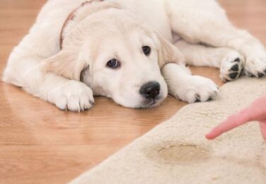 Pet Stains On Your Carpet