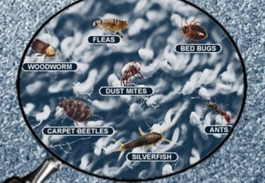 Creating An Allergen-Free Space: How You Can Breathe Easier