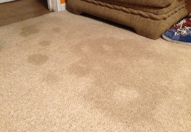 Dealing With Urine Stains On Your Carpet