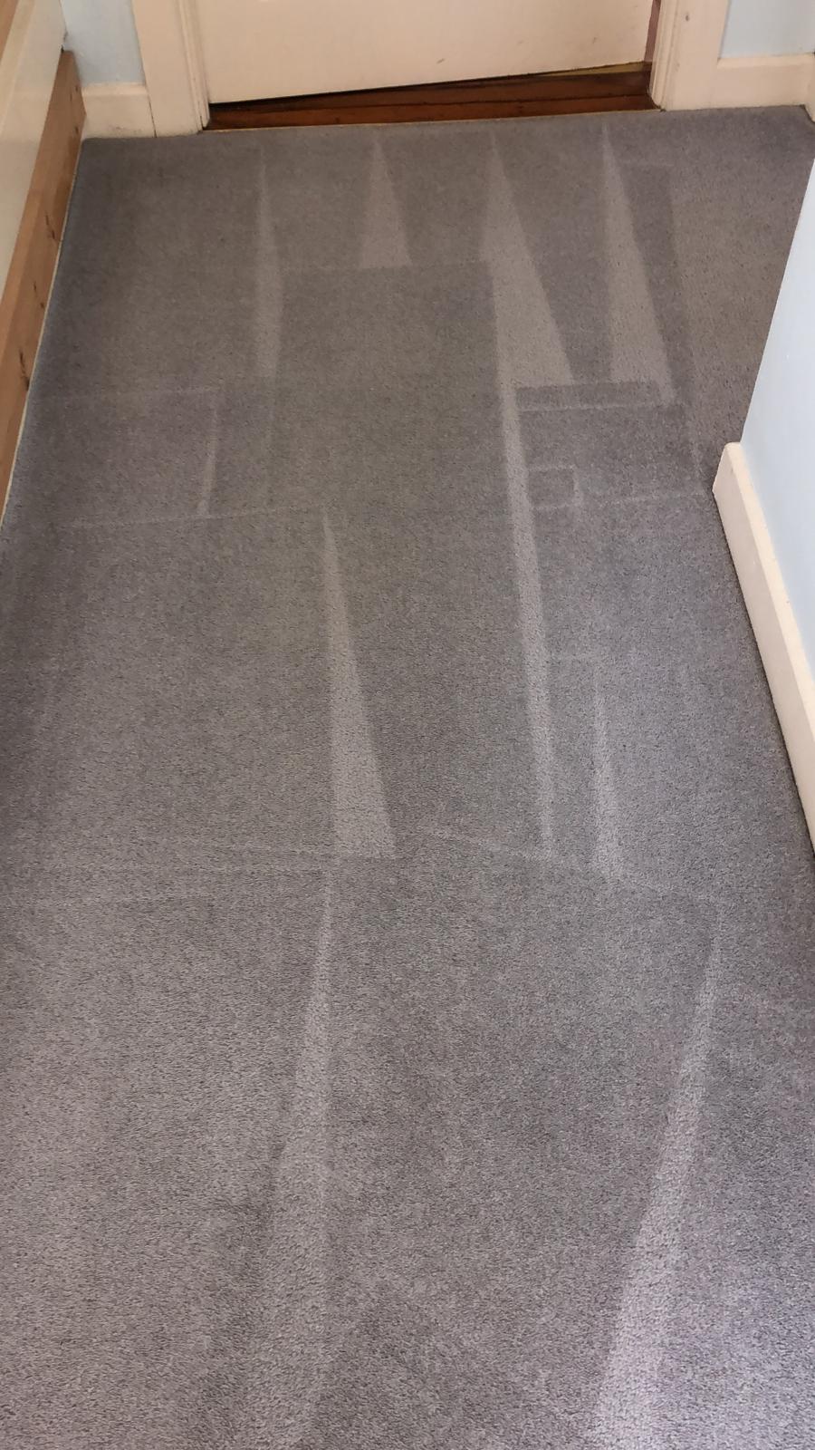 Why Getting Professional Carpet Cleaning Services Is Important