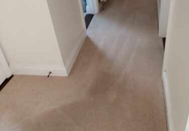 How To Keep Your Carpet Clean As A Pet Owner