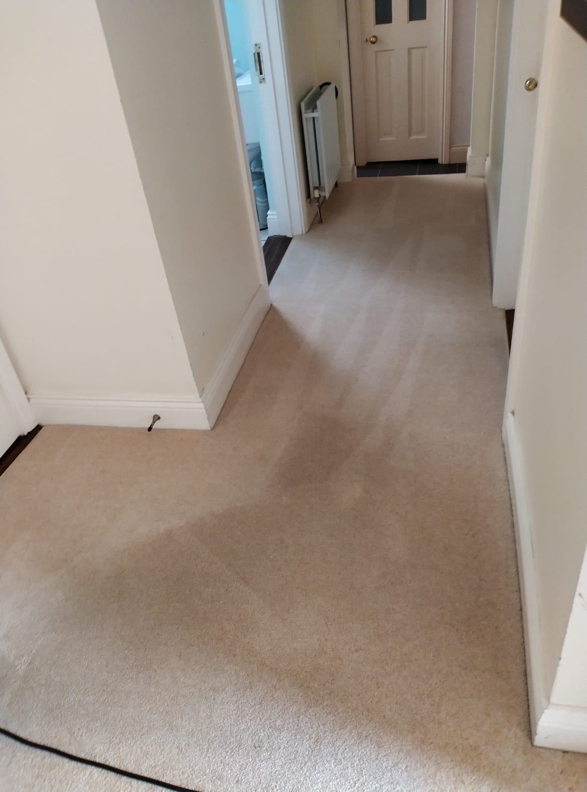 How To Keep Your Carpet Clean As A Pet Owner
