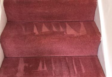 Getting Rid Of Pet Urine Stains And Odours From Your Carpet