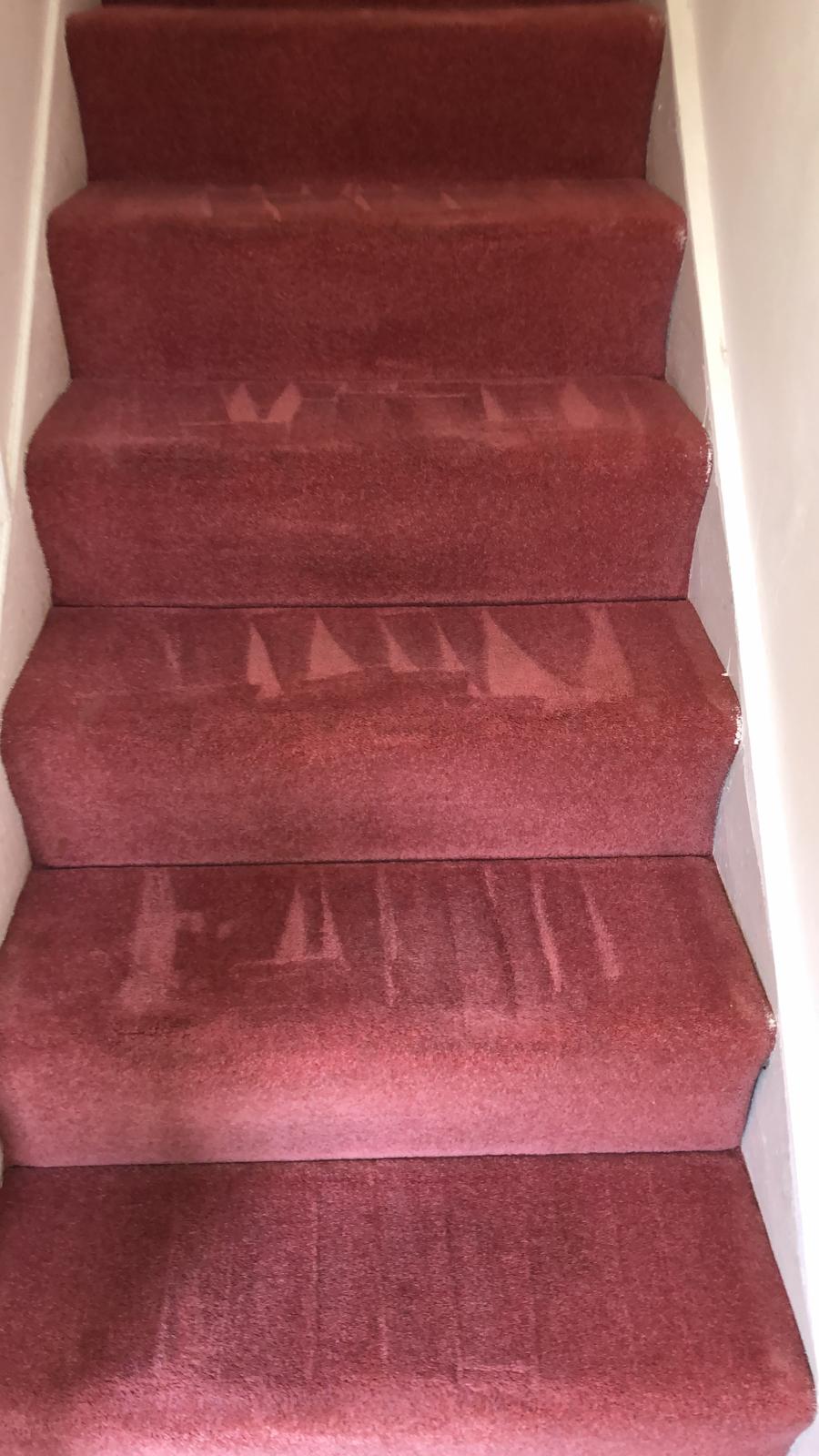 Getting Rid Of Pet Urine Stains And Odours From Your Carpet