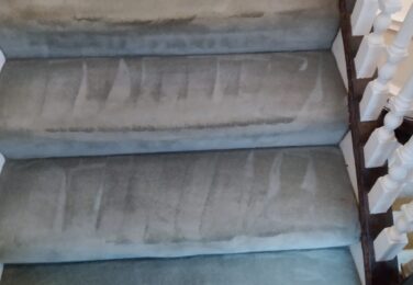 The Bacteria In Your Carpet