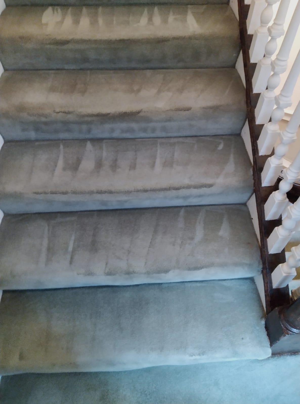 The Bacteria In Your Carpet
