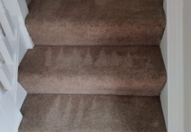 Preventing Carpet Mould