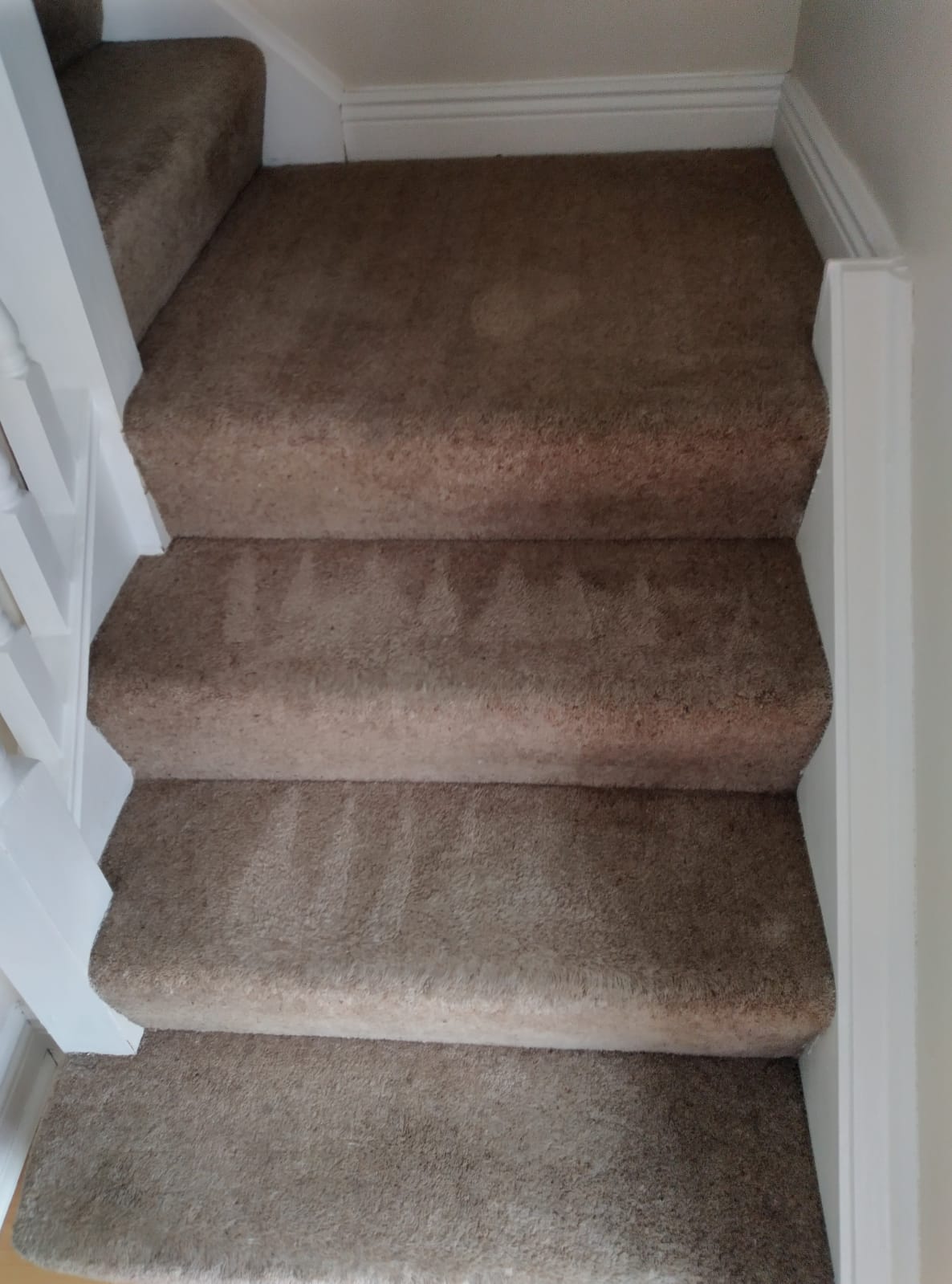 Preventing Carpet Mould