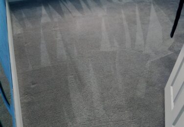 Carpet Care For Households With Pets