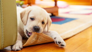 Pets and Carpets: Tips to Maintain a Clean And Odour-Free Home