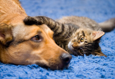 Pet Owners Guide To Carpet Cleaning